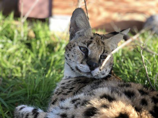 Kevin the serval