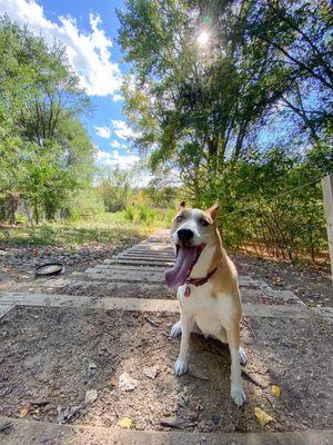 Wag Farms Dog Park