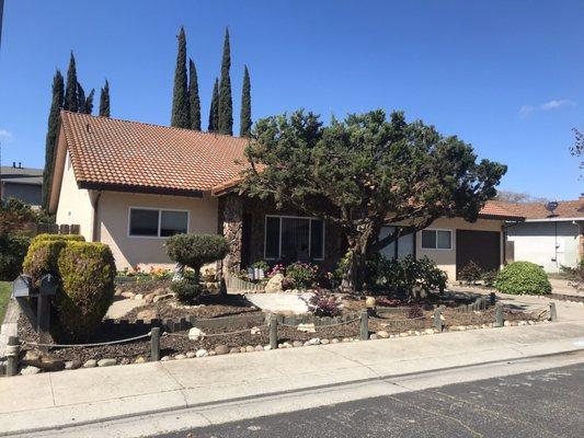 The large tree in our front yard after Paul and his team at Family Tree Landscaping cut and trimmed back the tree that looks amazing!