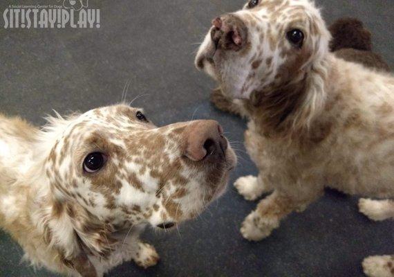 Brophy & Garwood having fun at Sit! Stay! Play!