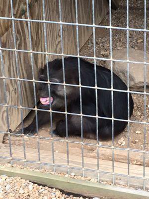 Monkey smiled at us several times