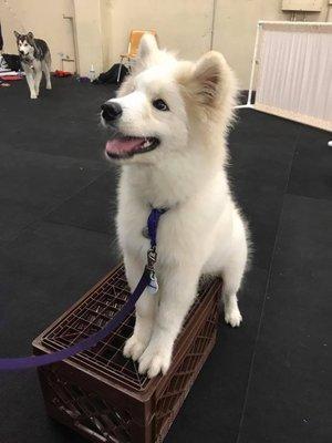 Pups learn confidence on a variety of obstacles