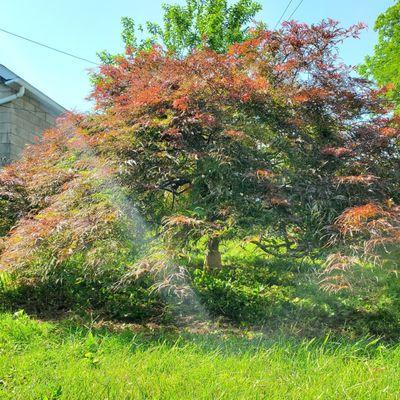 Japanese Maple after pruning.