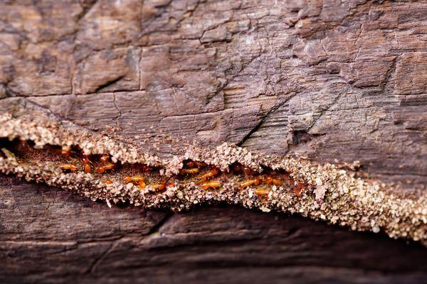 This is a termite tunnel. Learn more. https://www.diagnopest.com/service-menu/termite-treatment-philadelphia-wyncote-diagno-pest-control/