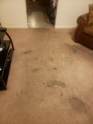 Immaculate Carpet Floor Care