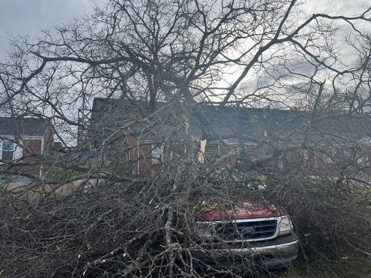 A&B Tree Service