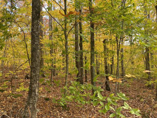 Fall foliage before the bridge