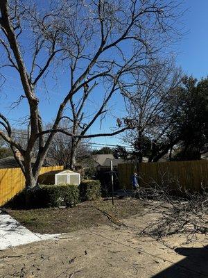 Tree trim and a tree removal