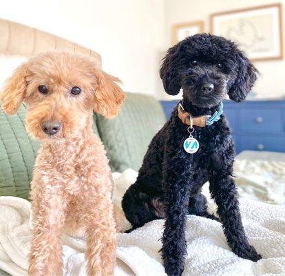 Both of my girls looking great after their grooming at ALL PAWS!