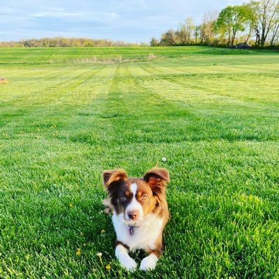 Harriet is such a model! She is such a sweet pup!