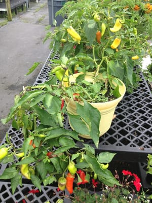 mystery pepper plant