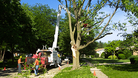 Tree Service Cary Tree Trimming