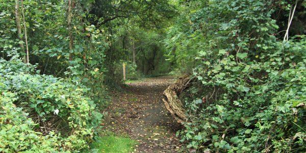 The woods are lovely dark and deep