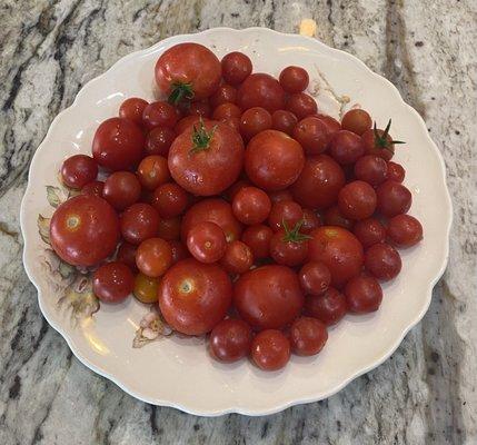 Lovely tomatoes from my garden thanks to Polite Pest!!!