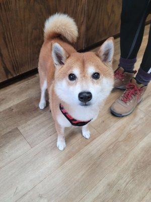 Pabu grabbing treats!