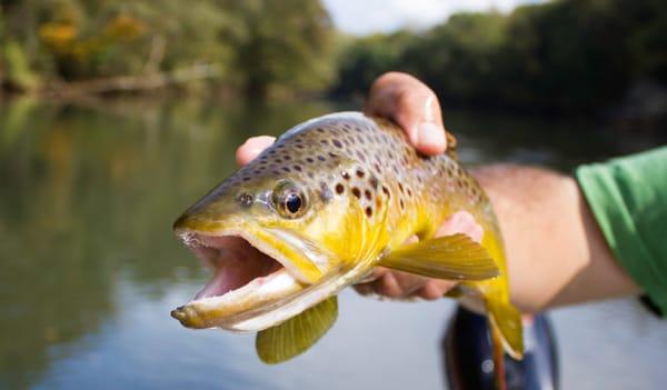 Deep South Fly Anglers