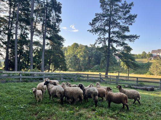 Ewes and lambs in barnlot : rams.goats.equines share back pastures and woodlands with continual fresh trickling stream access.