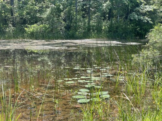 Bass River State Forest