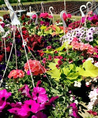 Hanging baskets in the Spring