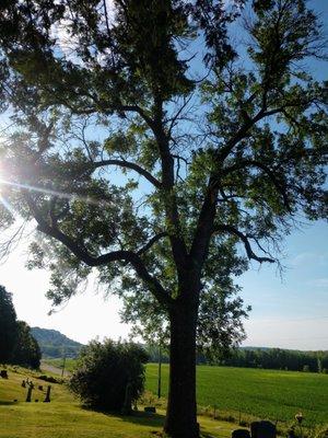 Declining ash tree (emerald ash borer)