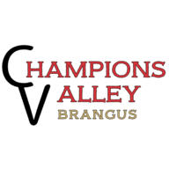 Champions Valley Brangus