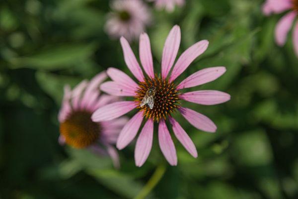 Dr. Mike's friend got an awesome picture in our flower garden - he's quite talented!