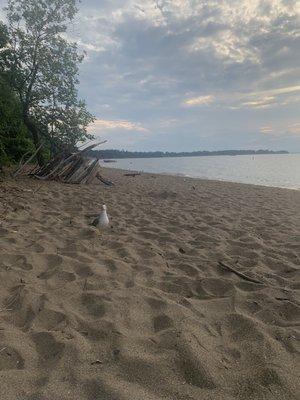 Seagull on beach