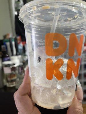 Iced Latte Fly found in it