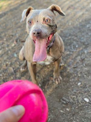 South Mt. Juliet Bark Park