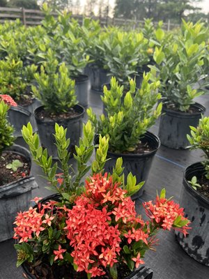 Ixora