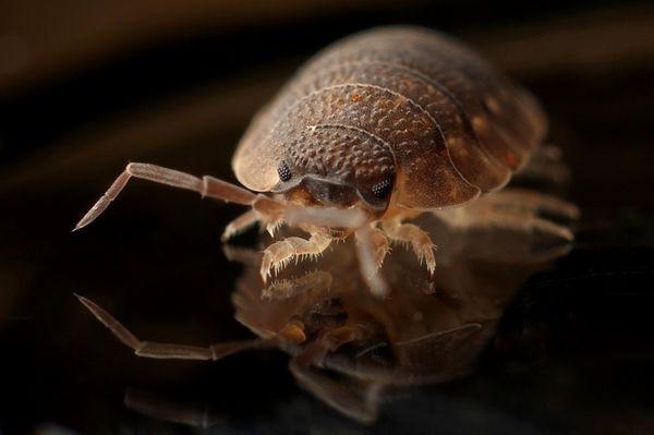 Absolute Bed Bug Control