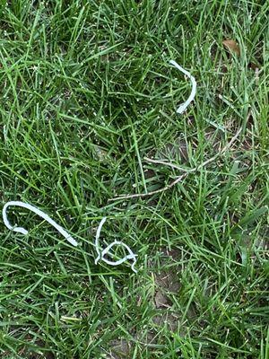 Caulking and razor blade left in the grass