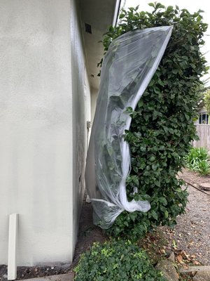 Plastic over shrubs to keep away from paint (protect plants) -- attention to detail