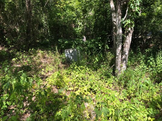 Overgrown graves