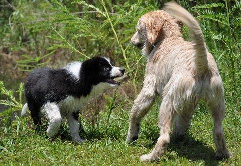 Play times help pups learn appropriate social skills, and they are fun!