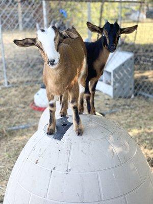 Dairy goats !