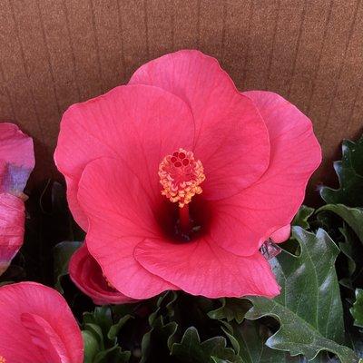 We just received another shipment of Hibiscus for $22.50 each.