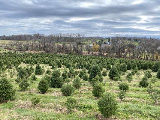 Perfect place to get fresh cut Christmas trees!!! (Pic was taken on Nov 27, 2020)