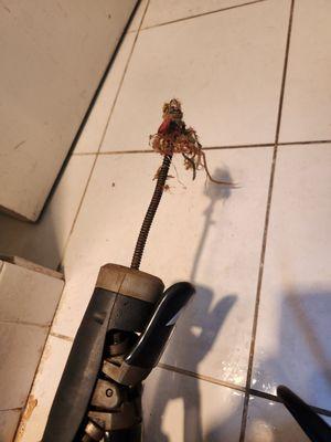 Debris removed from plugged shower drain.(hair ties & hair)!