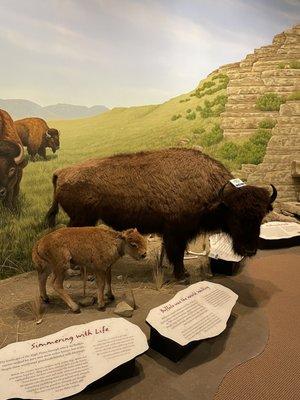 First Peoples Buffalo Jump State Park