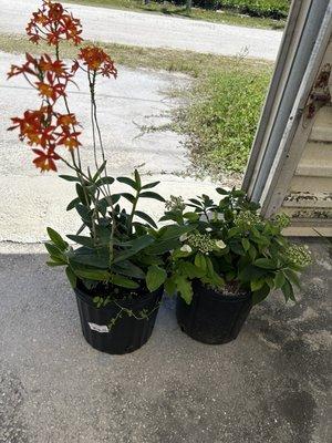 Ground orchids, hydrangea from Orbans