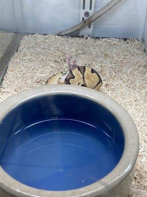 Snake Feeding.