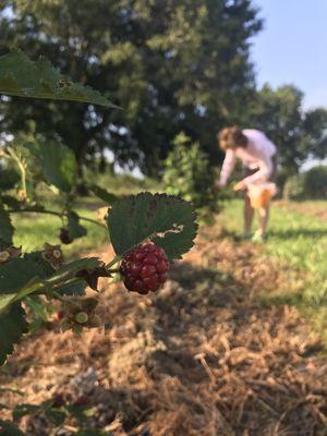 Blackberries waiting to ripen