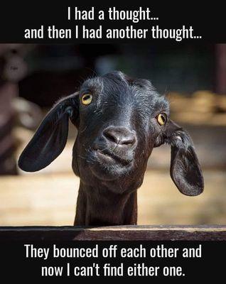 Goats give love and entertainment!