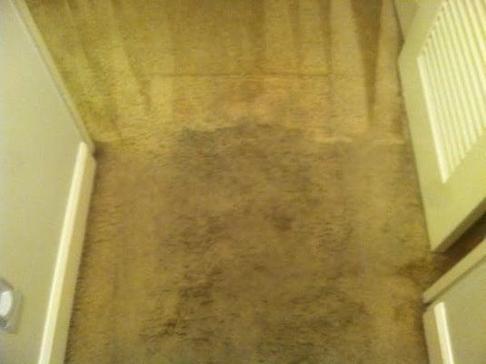 The carpet was worn and heavily soiled. The carpet was cleaned and sanitized  using our deep scrub method...