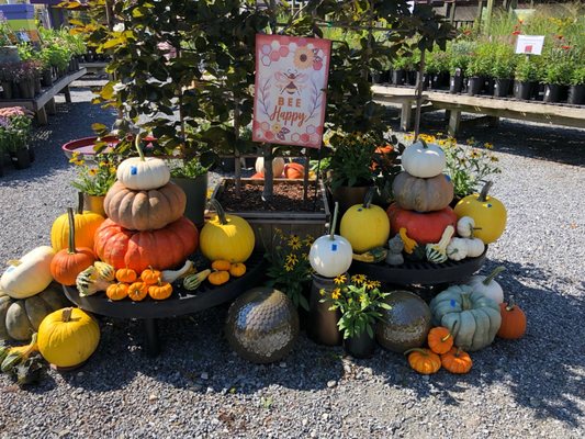 Display of festive pumpkins