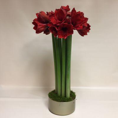 Amaryllis, a smart, clean contemporary choice!