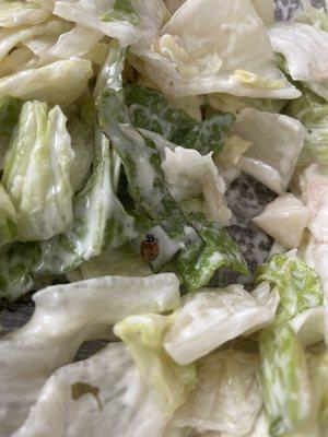 Lady bug in my Caesar Salad - would have easily washed off, if they washed their vegetables.