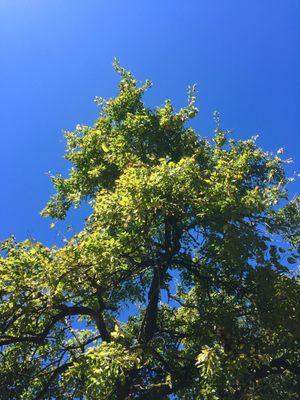 Osage orange tree