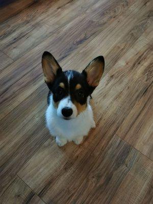 This is my puppy Lola Precious. She is a Pembroke welsh corgi purebred.